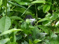 Bar-throated Apalis (Apalis thoracica)