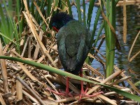 African Swamphen (Porphyrio madagascariensis)