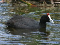 Red-knobbed Coot (Fulica cristata)