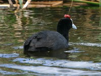 Red-knobbed Coot (Fulica cristata)