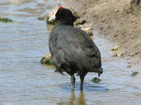 Red-knobbed Coot (Fulica cristata)