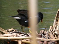 Common Moorhen (Gallinula chloropus)