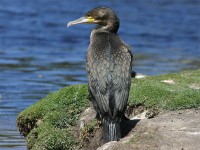 White-breasted Cormorant (Phalacrocorax lucidus)