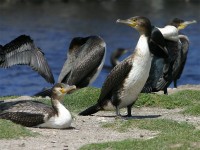 White-breasted Cormorant (Phalacrocorax lucidus)