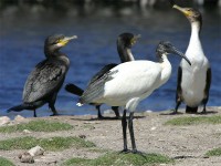 African Sacred Ibis (Threskiornis aethiopicus)