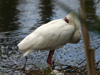 African Spoonbill (Platalea alba)