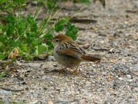 Levaillant's Cisticola (Cisticola tinniens)