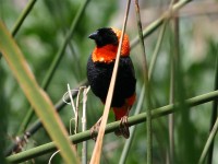 Southern Red Bishop (Euplectes orix)