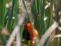 Southern Red Bishop (Euplectes orix)