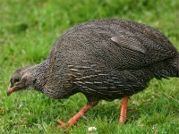 Cape Spurfowl (Pternistis capensis)