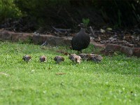 Cape Spurfowl (Pternistis capensis)