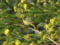 Forest Canary (Crithagra scotops)