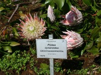 Kirstenbosch National Botanical Garden