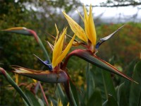 Kirstenbosch National Botanical Garden