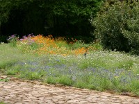 Kirstenbosch National Botanical Garden