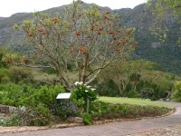 Kirstenbosch National Botanical Garden