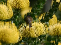 Orange-breasted Sunbird (Anthobaphes violacea)