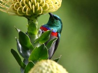 Southern Double-collared Sunbird (Cinnyris chalybeus)