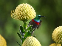 Southern Double-collared Sunbird (Cinnyris chalybeus)