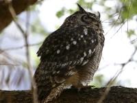 Spotted Eagle-Owl (Bubo africanus)