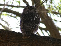 Spotted Eagle-Owl (Bubo africanus)