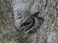 Spotted Eagle-Owl (Bubo africanus)