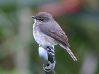 African Dusky Flycatcher (Muscicapa adusta)