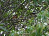 Cape Batis (Batis capensis)