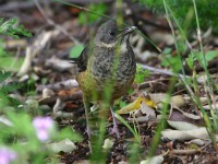 Olive Thrush (Turdus olivaceus)