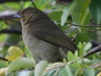 Sombre Greenbul (Andropadus importunus)