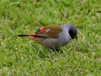 Swee Waxbill (Coccopygia melanotis)