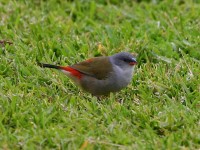 Swee Waxbill (Coccopygia melanotis)