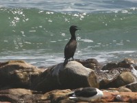 Bank Cormorant (Phalacrocorax neglectus)