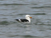 Kelp Gull (Larus dominicanus vetula)