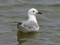 Hartlaub's Gull (Chroicocephalus hartlaubii)