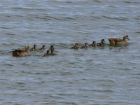 Egyptian Goose (Alopochen aegyptiaca)