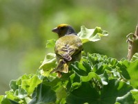 Cape Canary (Serinus canicollis)