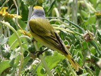 Cape Canary (Serinus canicollis)