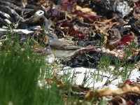 Cape Wagtail (Motacilla capensis)