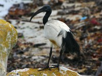 African Sacred Ibis (Threskiornis aethiopicus)