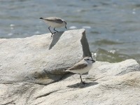 White-fronted Plover (Charadrius marginatus)