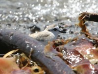 White-fronted Plover (Charadrius marginatus)