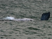 Southern Right Whale (Eubalaena australis)