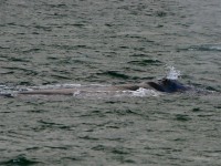 Southern Right Whale (Eubalaena australis)