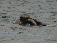 Southern Right Whale (Eubalaena australis)