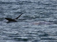 Southern Right Whale (Eubalaena australis)