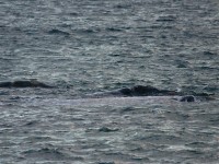 Southern Right Whale (Eubalaena australis)