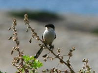 Southern Fiscal (Lanius collaris)