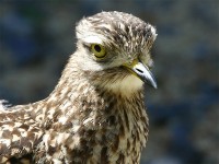 Spotted Thick-knee (Burhinus capensis)