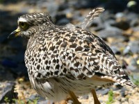 Spotted Thick-knee (Burhinus capensis)